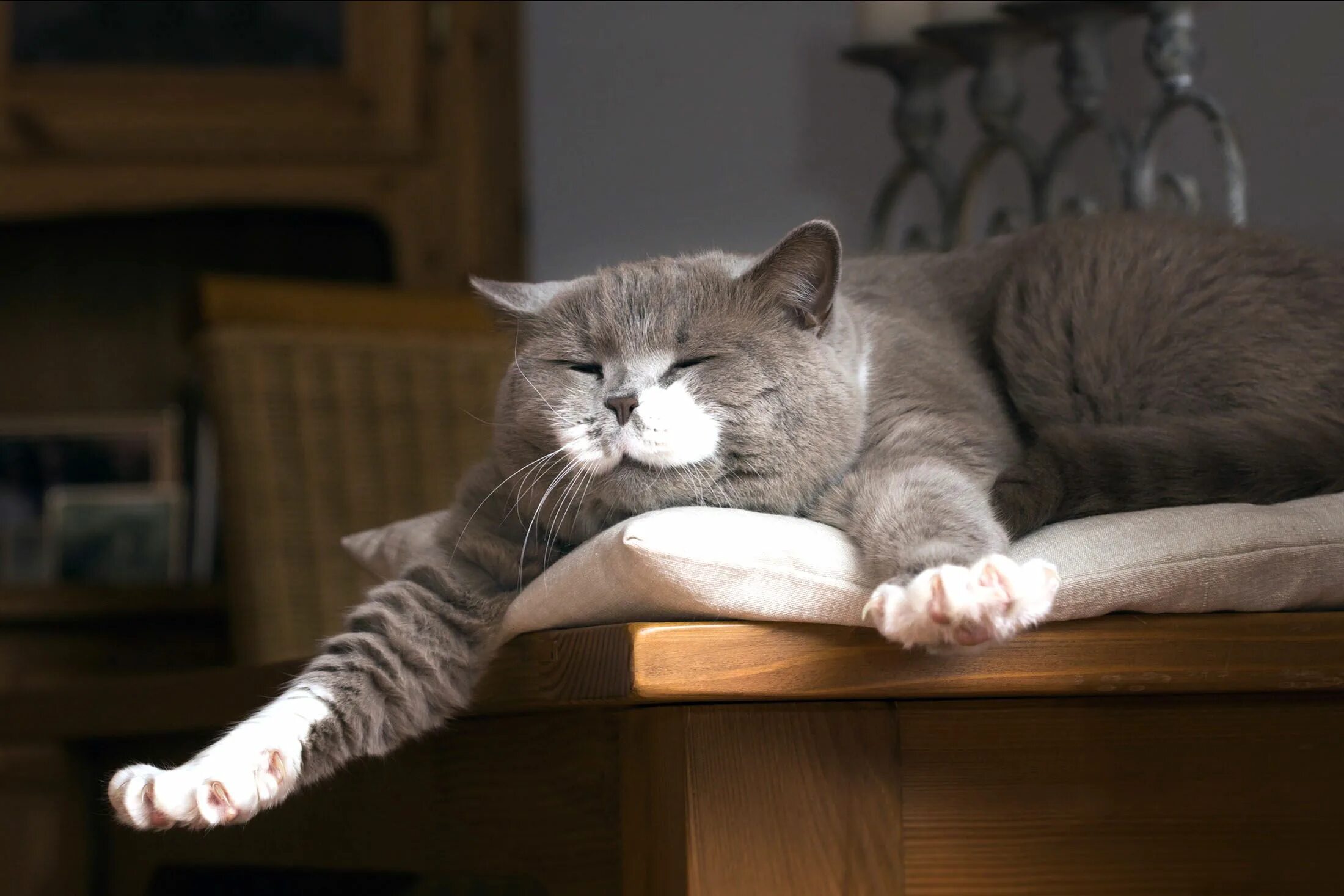 Вальяжный кот. Кот потягивается. Сонный кот. Ленивый британский кот.