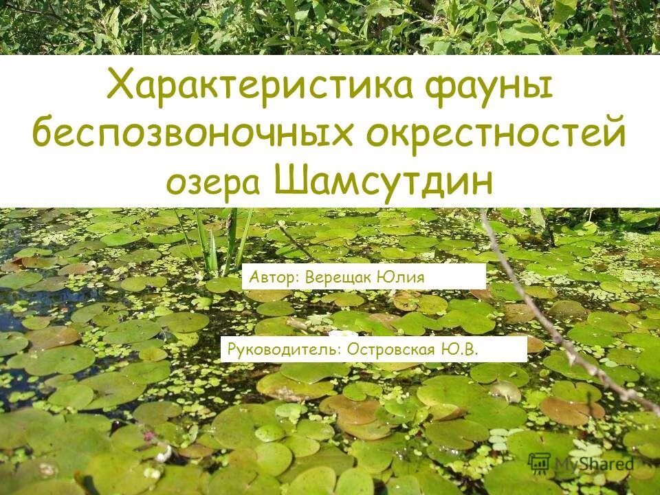 Фауна мадагаскарской области. Типичные представители флоры и фауны. Тропический лес животный мир. Представители флоры и фауны. Животный мир степи.