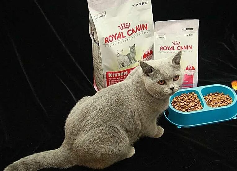 Какой корм давать котенку. Корм для кота. еда для кошек корм. кошачий корм для британцев. корма для британцев премиум класса.
