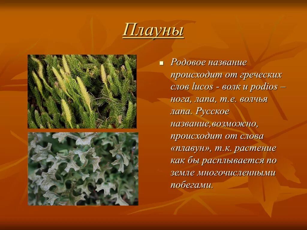 Каково значение плаунов в жизни человека впр. Плаун булавовидный среда обитания. Плауны 5 класс биология. Презентация на тему плауны. Информация о плаунах.