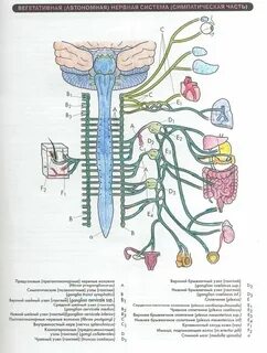 Узлы симпатической системы