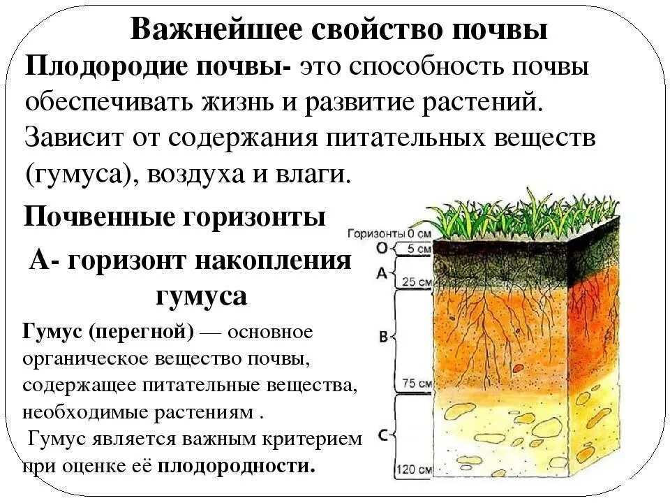 Способность почвы удовлетворять. Почва плодородие почвы. Чем определяется плодородие почвы. Характеристика плодородной почвы. Как определить плодородность почвы.