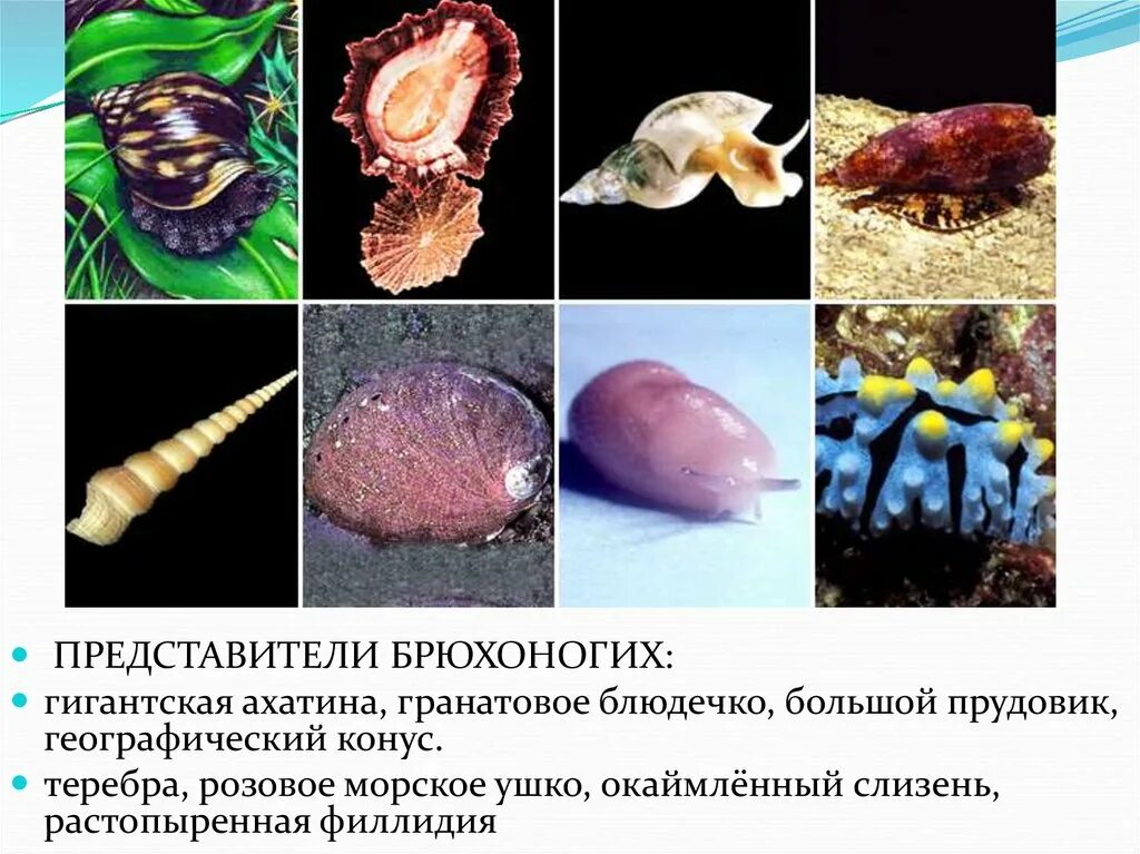 Общая характеристика типа моллюски зоология. Моллюски классификация. Gastropoda палеонтология. Моллюски в зоологии 3 буквы. Лопатоногие моллюски.