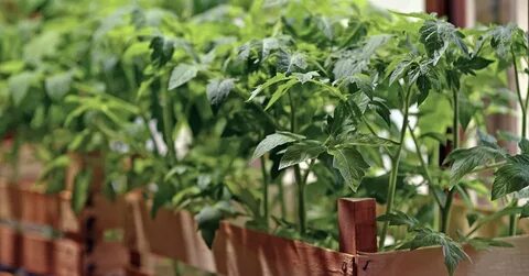 Fundamental pepper education