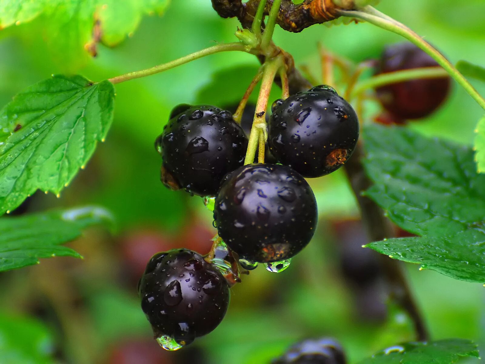 Смородина черная - ribes nigrum l.. Смородина черная Нара. Смородина дикуша Охта.