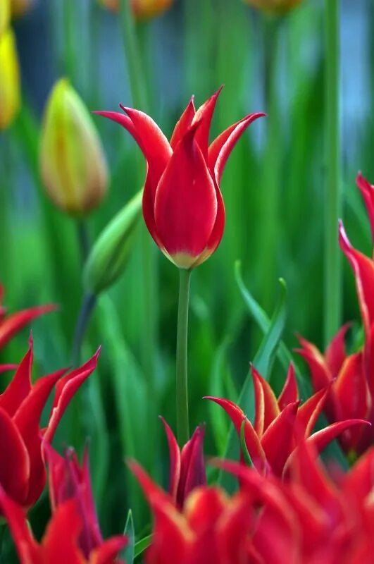 Тюльпан символ чего. Тюльпановая магия. Тюльпан символ. Тюльпан символизирует. Презентация на тему тюльпан цветок.