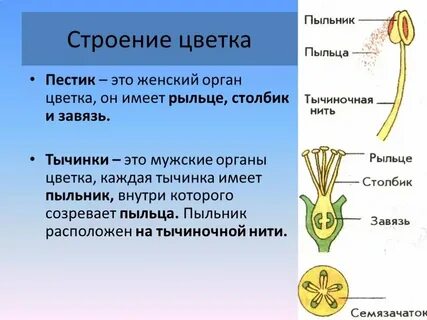Функция рыльца