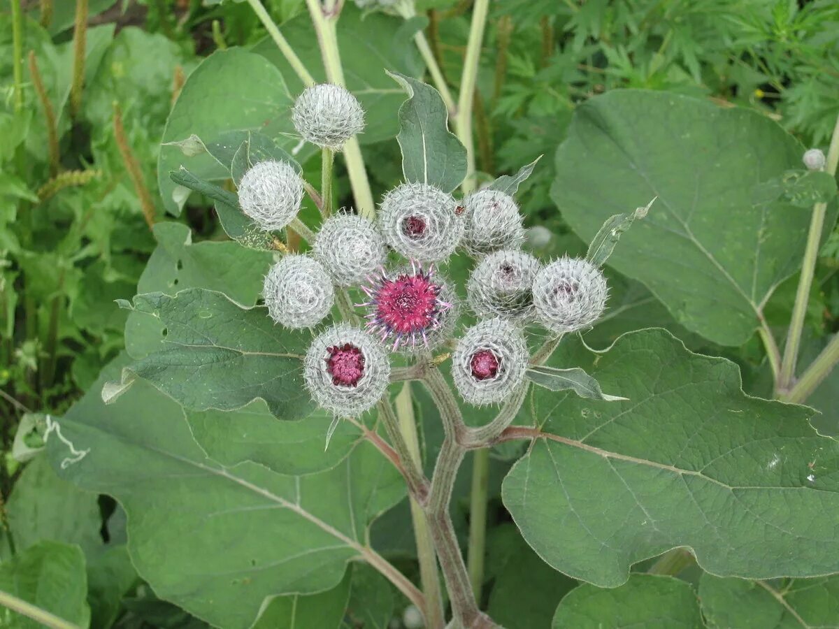 Лопух дерево. Лопух репейник. Лопух большой репейник. Репейник (Burdock). Лопух большой Arctium Lappa.