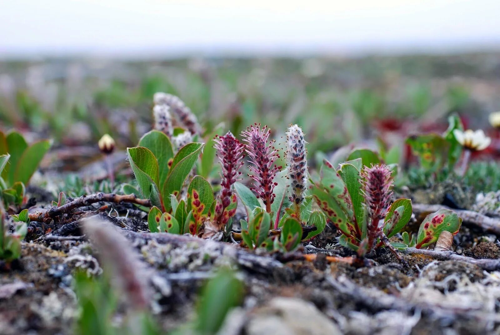 В какой природной зоне растет ива. Ива Арктическая Salix Arctica. Salix Polaris Ива Полярная. Полярная Ива в тундре. Карликовая Ива в тундре.