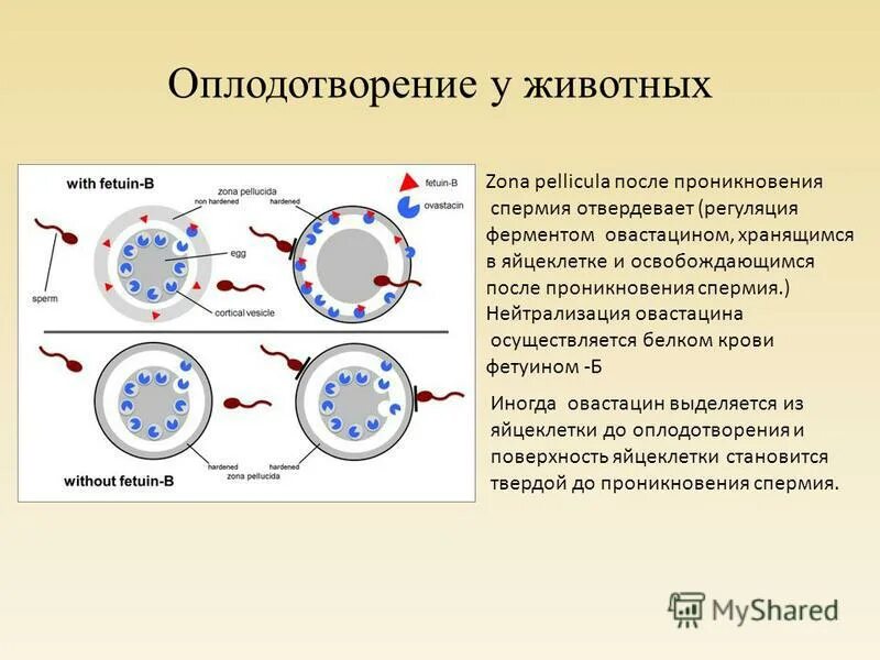 Развитие яйцеклетки без оплодотворения это. Этапы оплодотворения у животных. схема оплодотворения у животных. фазы оплодотворения у человека. фазы оплодотворения схема.