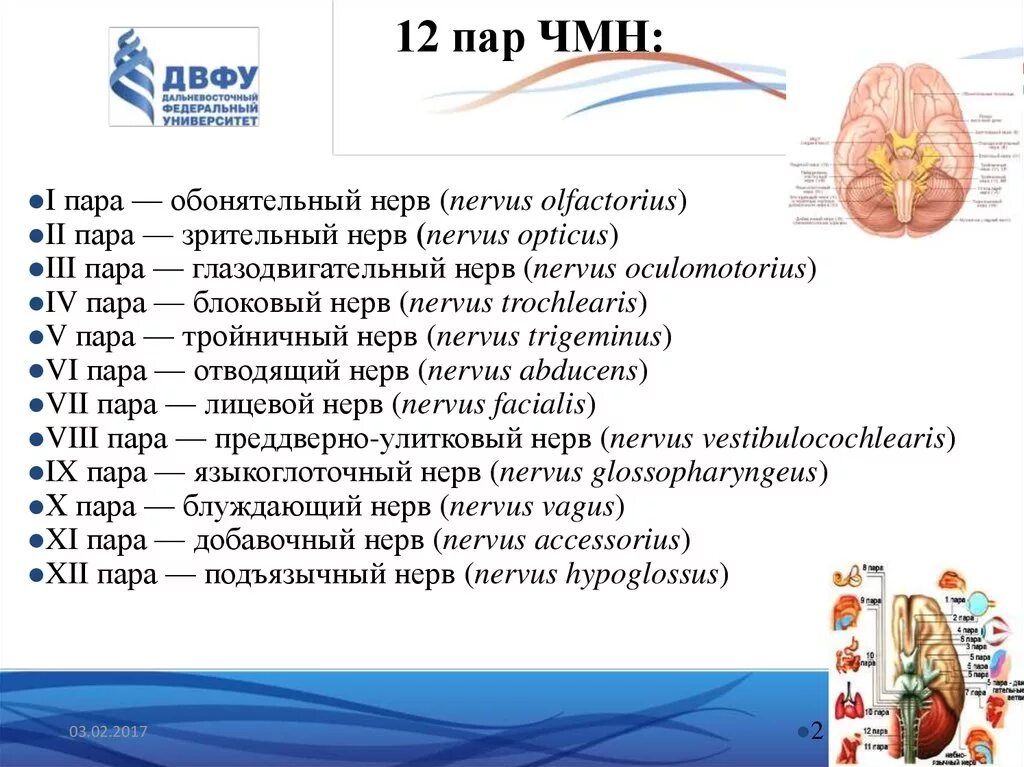 Черепные нервы симптомы. 12 Пар ЧМН таблица на латыни. 12 Пар черепно мозговых нервов анатомия. 12 Пар черепно мозговых нервов таблица латынь. 12 Пар ЧМН неврология.