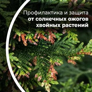 Чем осенью обработать хвойные растения