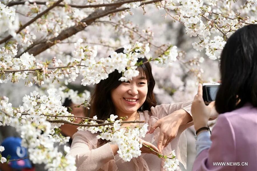 Дорама цветение вишни после. Цветущая вишня фотосессия. Цветение вишни дорама. Фотосессия в цветущей вишне. Цветущий Китая сад.
