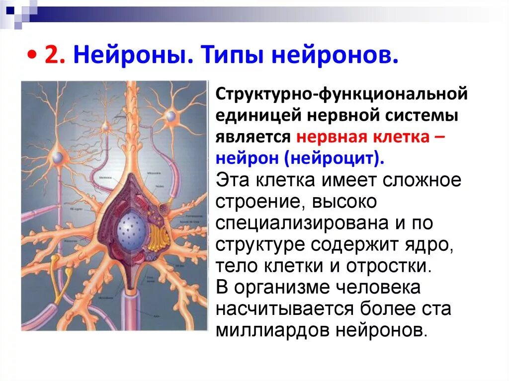 Нервная система человека Нейроны строение. Функции нейрона человека. Основный функции нейрона. Нейрон структурная и функциональная единица ткани.