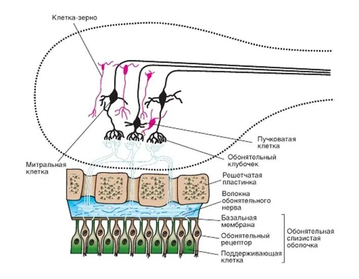 Строение обонятельной луковицы. Схема строения обонятельной луковицы. Митральные клетки обонятельной луковицы. Обонятельная луковица схема.