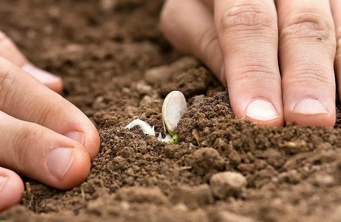 Посев семян. Посев семян в грунт. Посадка семян в почву. Сажать семена в открытый грунт. Посадка тыквы семенами открытый