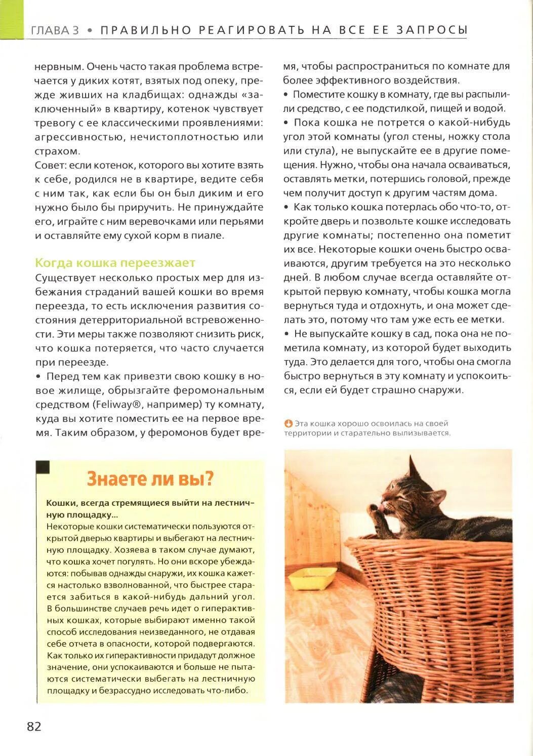Содержание котенка. Содержание котят в домашних условиях. что нужно для котенка в квартире список. что нужно для котенка в квартире. что нужно для содержания кота в квартире.