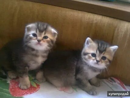 Авито волгоград котята