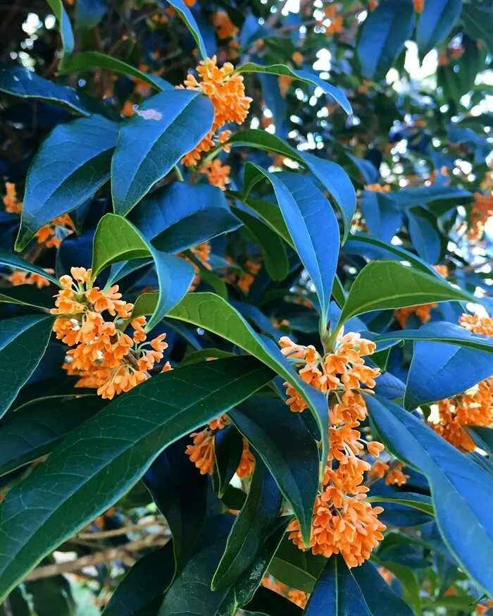 Османтус запах. Османтус fragrans. османтус растение. османтус душистый. османтус душистый оранжевый.