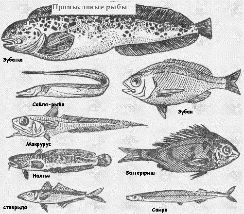 Промысловые группы рыб. Название промысловых рыб. Морская Промысловая рыба. Типы промысловых рыб. Промысловые морские рыбы России.