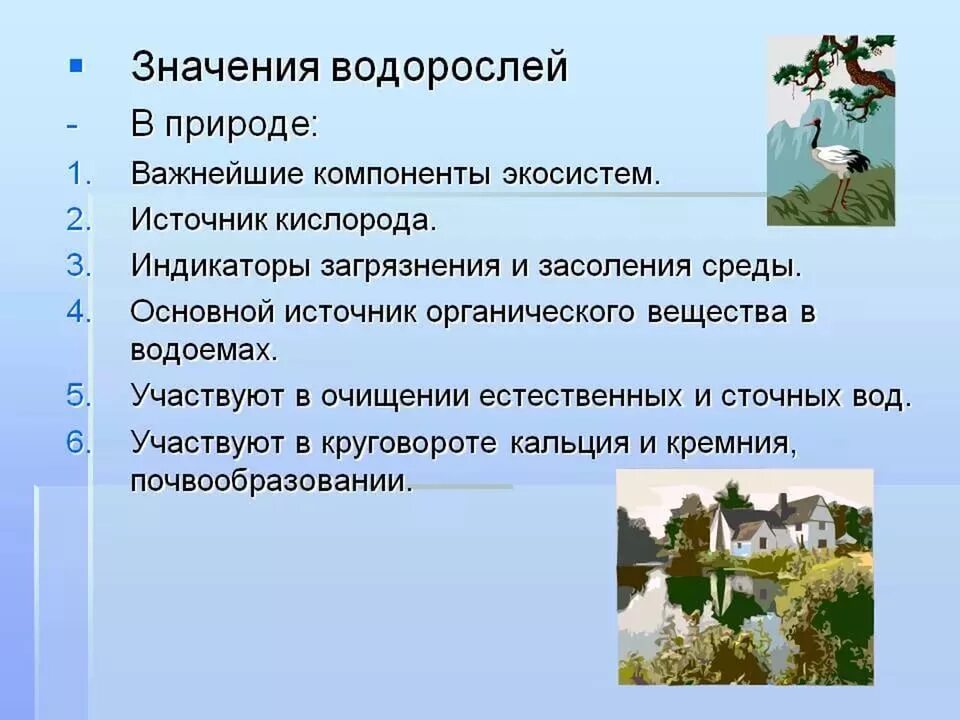 Значение растений водорослей. Значение водорослей в природе. Схема значение водорослей. Роль водорослей в природе схема. Значение водорослей в природе и жизни человека.