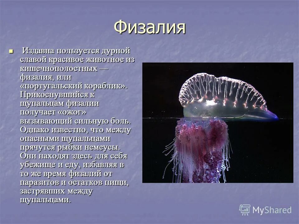 Найдите ошибки в тексте кишечнополостные животные. Кишечнополостные - двухслойные животные, имеющие. Шубки и кишечнополостные. Тип кишечнополостные систематика. Кишечнополостные двухслойные животные.