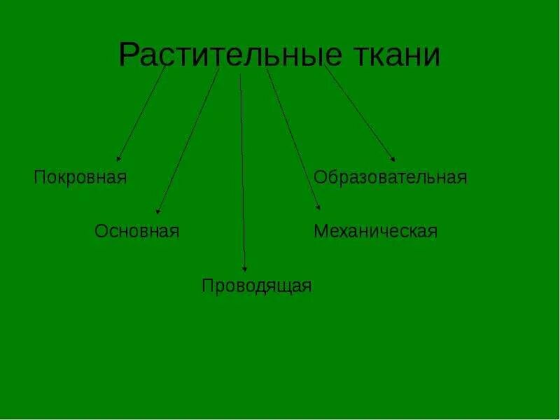 Презентация к уроку "Ткани растений" - биология, презентации