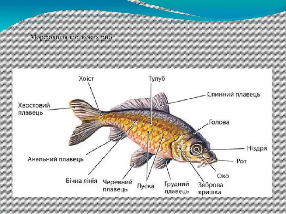 Класс рыбы плавники. Внешнее строение рыбы 7 класс биология. Внешнее строение костных рыб 7 класс биология. Строение туловища рыбы. Внешнее строение костных рыб 7 класс.