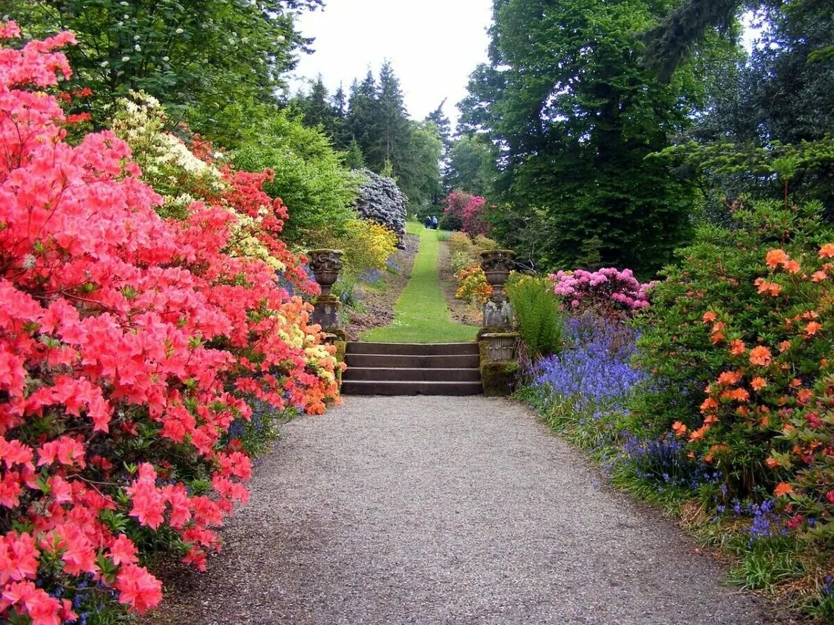 Картинка сад. Рододендрон в миксбордере. Хелен парк ландшафт. Рододендрон аллея. Цветочный сад.