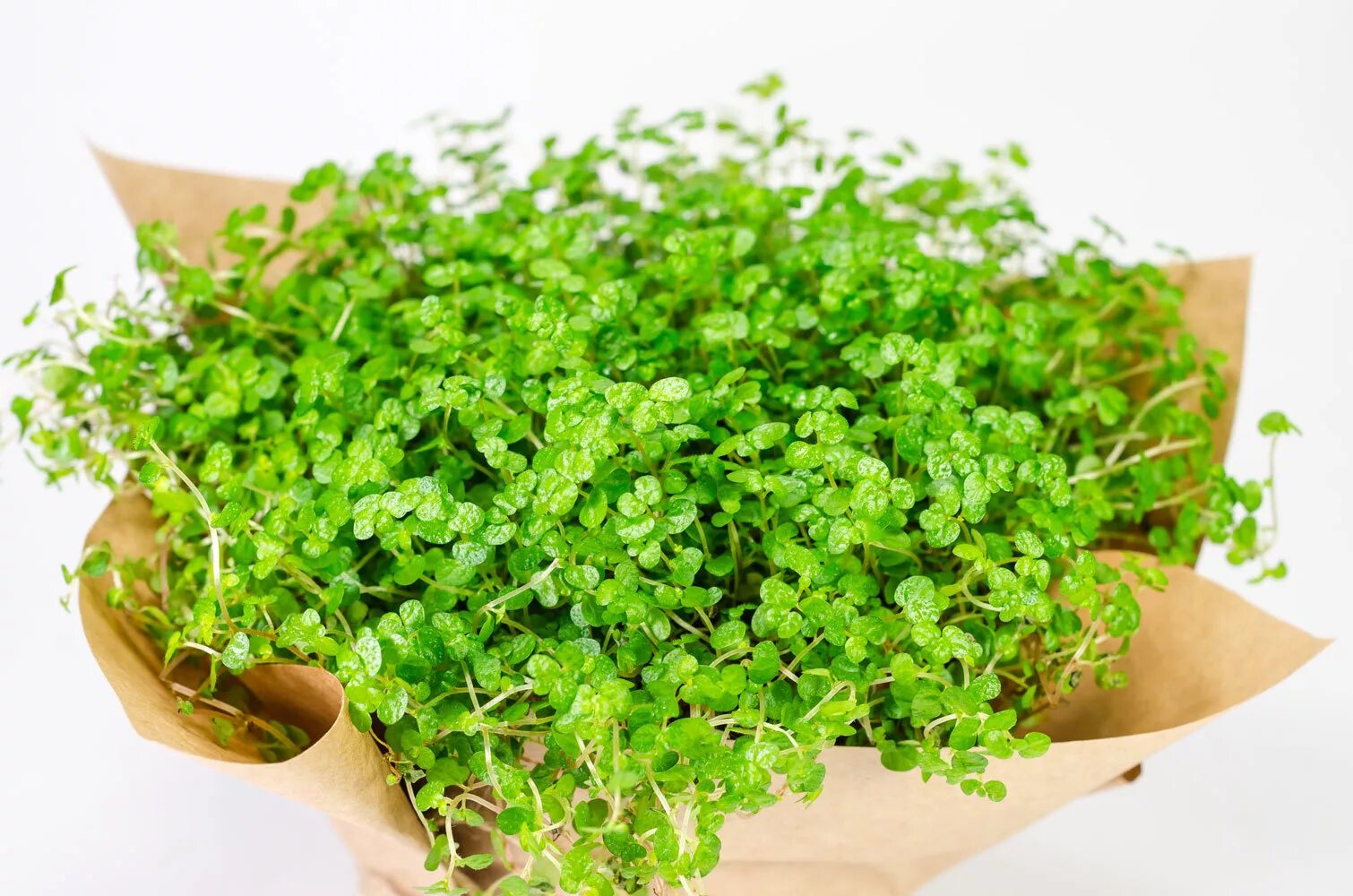 Солейролия. Солейролия солейрольская. Гелксина солейролия. Хельксина солейролия. Цветок солейролия.