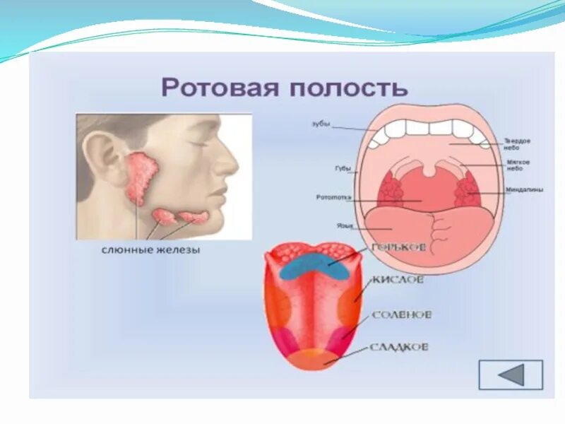 Ротовая работа. Структура ротовой полости. ротовая полость окружающий мир 3 класс.