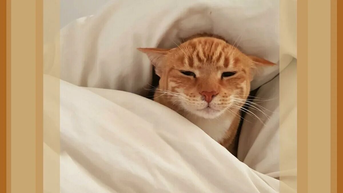 Разбудили видео. Котик проснулся. Кот только проснулся. Сонный котик. Рыжий кот просыпается.