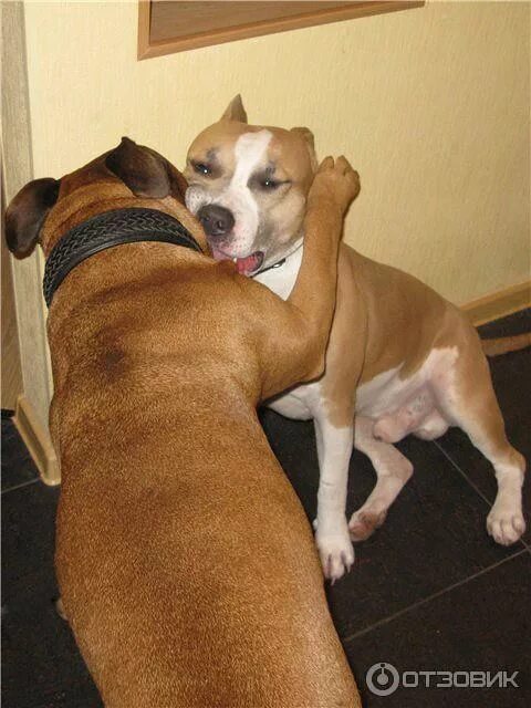 Течка у собак стаффордширского терьера. Течка у стаффа. Течка у стаффа. Трусы для собак после кастрации. Течка у стаффа.