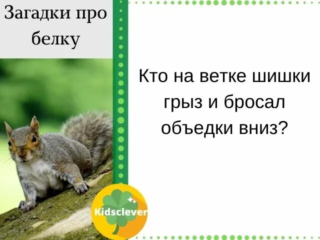 Стих про белку. Загадка про бельчонка для детей. Загадка о белке. Загадки про шишки. Загадка про белку.