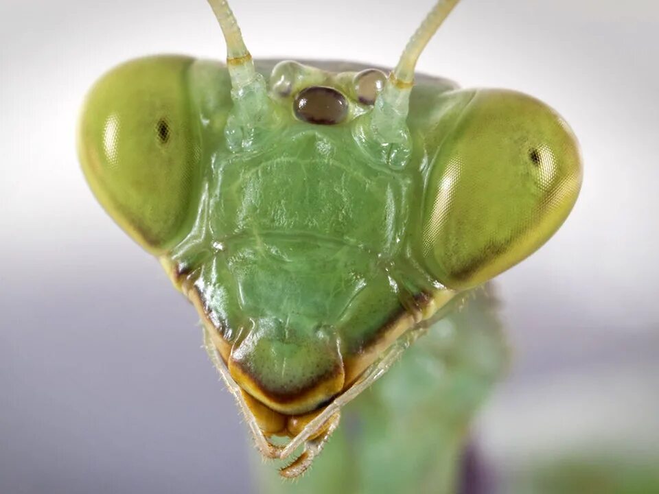 Отряд Богомоловые (Mantoptera). Cilnia humeralis богомол. У богомола 5 глаз. Голова богомола крупным планом.