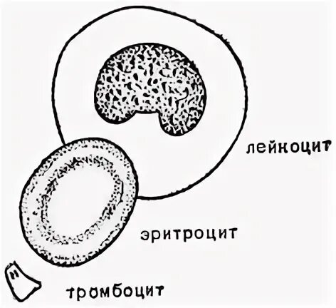 Функции плазма эритроциты лейкоциты тромбоциты