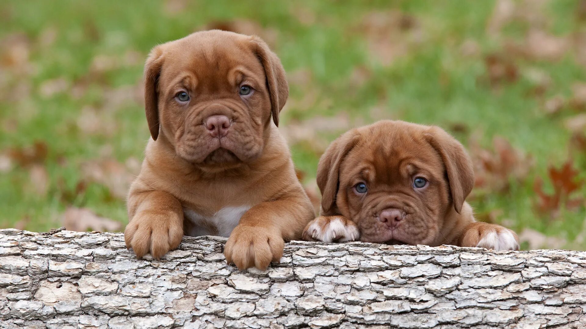 3 animals dogs. Бордосский дог. Бордосский дог щенок. Бордосский мастиф. Метис бордосского дога.