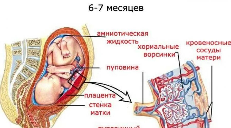 Плод человека получает кислород через