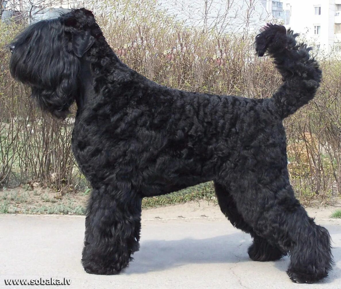 Большая собака русский. Чёрный терьер. Собака русский черный терьер. Чёрный терьер и Ризеншнауцер. Порода черный терьер.