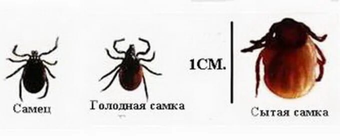 Как отличить клеща от других насекомых