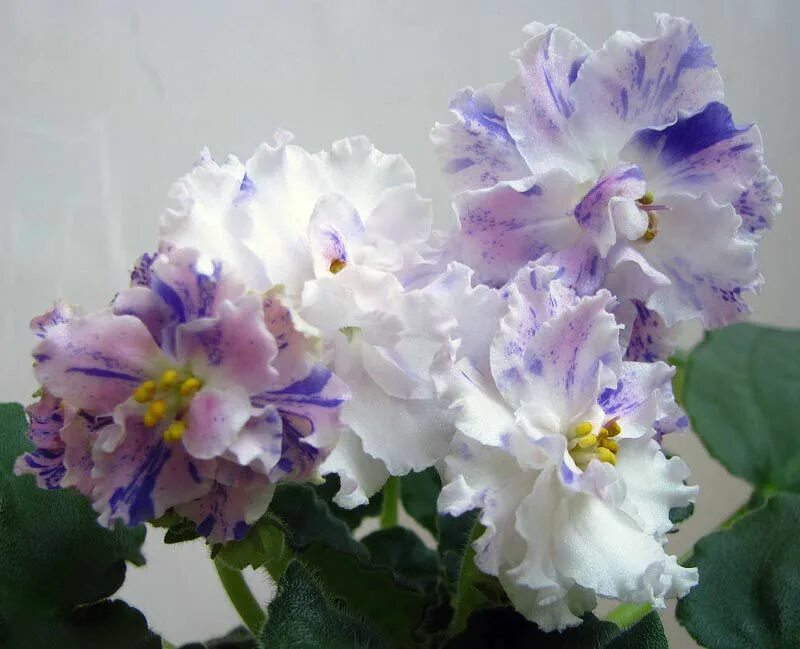 Сенполия рм новогодняя сказка. Фиалка рождественская сказка. Скорнякова фиалки. Скорнякова фиалки. Сенполия рм новогодняя сказка.