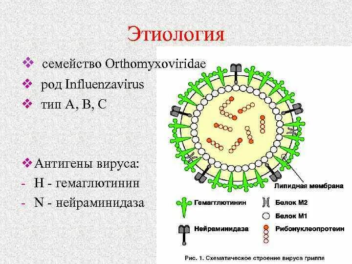 Тест вирус гриппа. Антигенная структура гриппа. коронавирус антигенная структура.