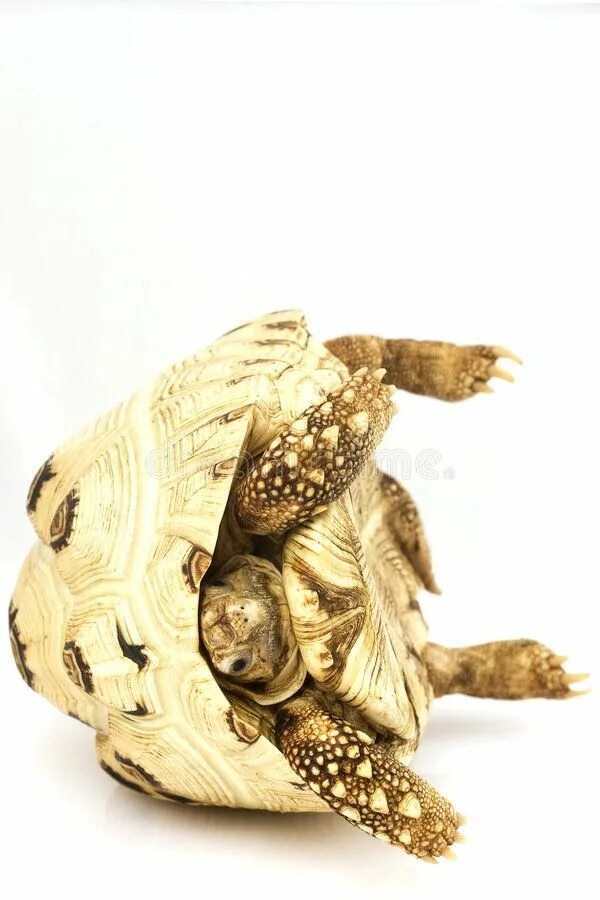 Leopard tortoise