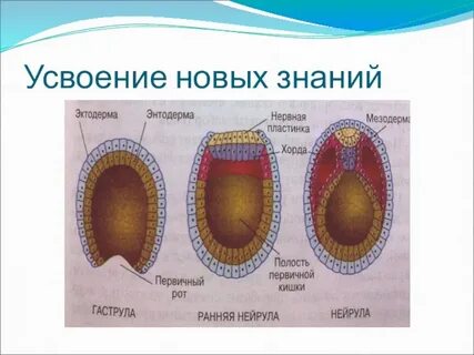 Какие системы органов формируются из мезодермы