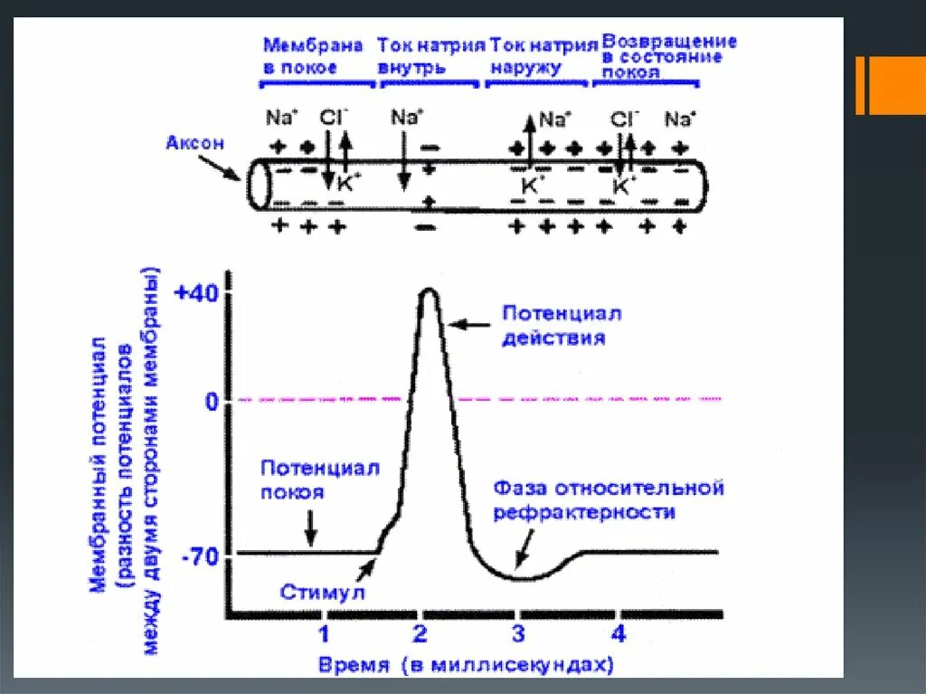 Потенциал покоя и потенциал действия схема. Мембранный потенциал покоя схема. Схема формирования мембранного потенциала клетки. График мембранного потенциала нервной клетки. Распространение пд