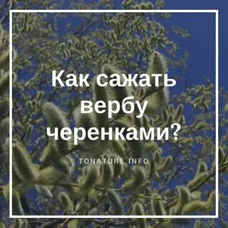 Можно ли сажать вербу