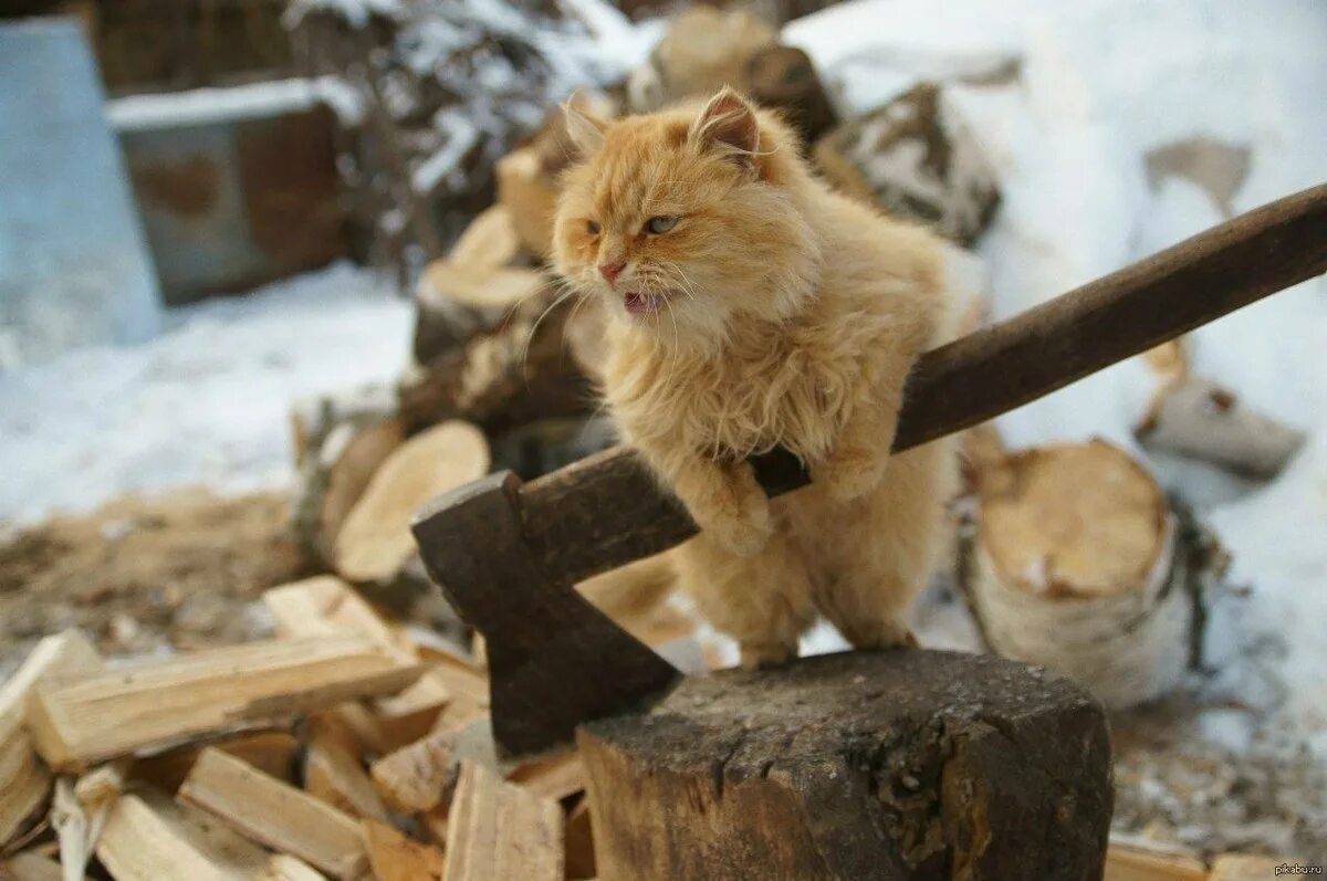 Рябину срубил по пьянке на дрова. Кот с топором. Рыжий кот с топором. Кот на дровах. Кот на бревне.