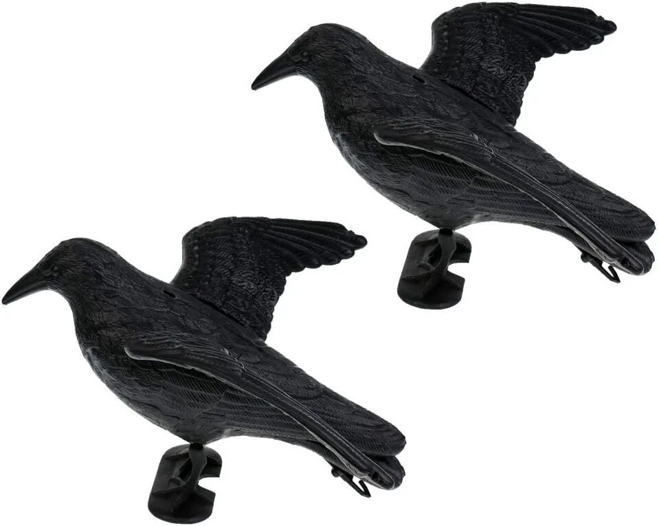 Crow body. Почему много ворон. Crow body. Приманка ворон. Ворона с едой.