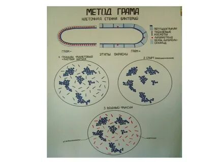 Метод грама
