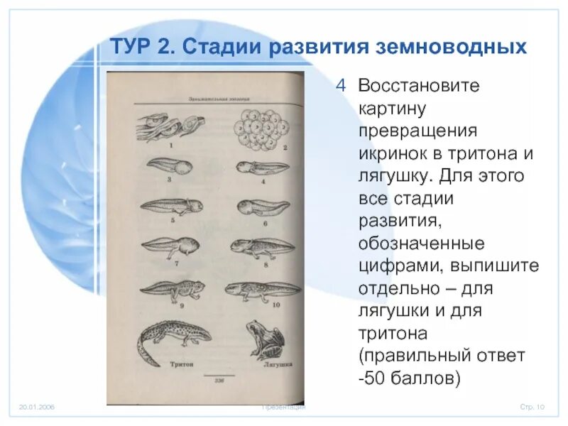 Земноводное у которого раньше всех заканчивается метаморфоз. Размножение и развитие Тритона. Стадии развития земноводных. Стадии развития амфибий. Схема развития земноводных.